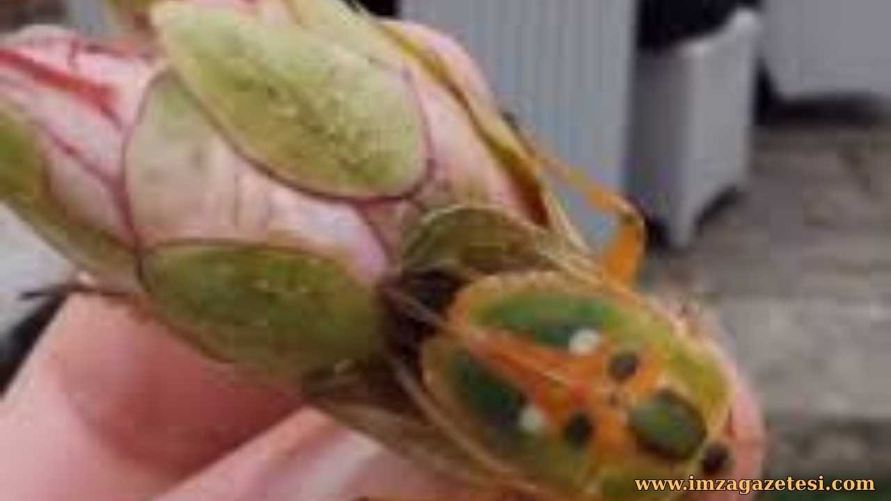 Asya Çiçek Böceği