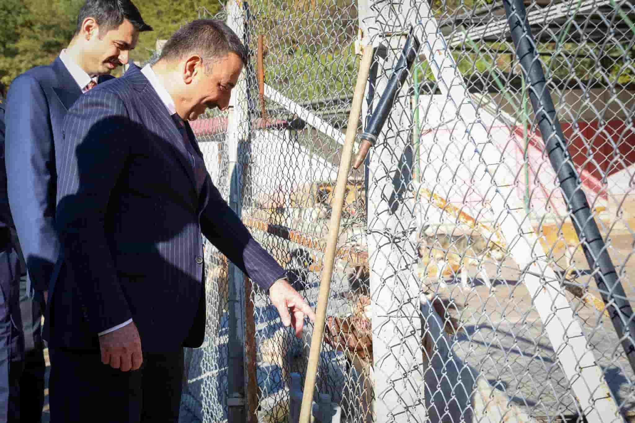 Devrek Hayvan Barınağında Inceleme (3)