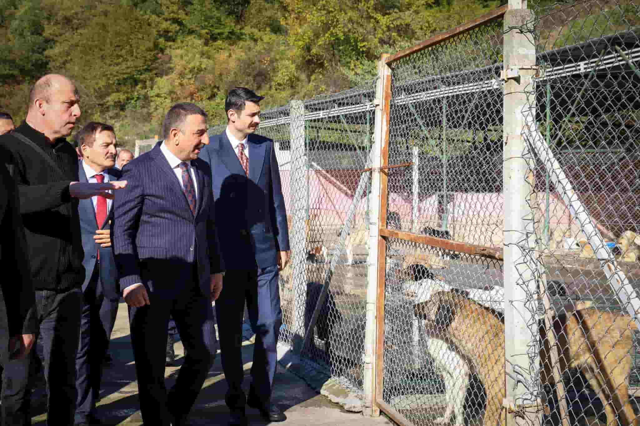 Devrek Hayvan Barınağında Inceleme