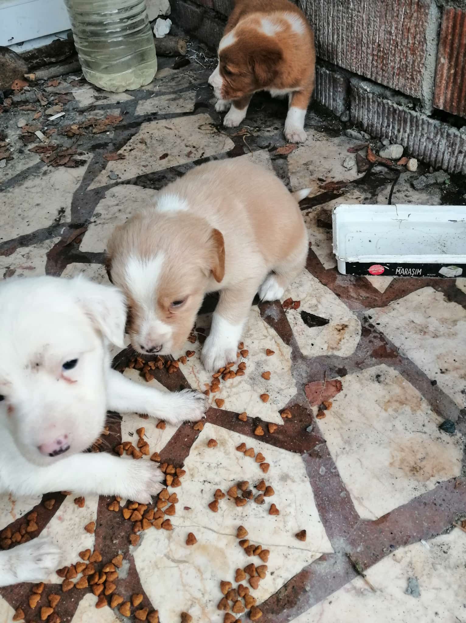 Imza Gazetesi Yavru Köpek Acil Yuva Aranıyor (1)-1