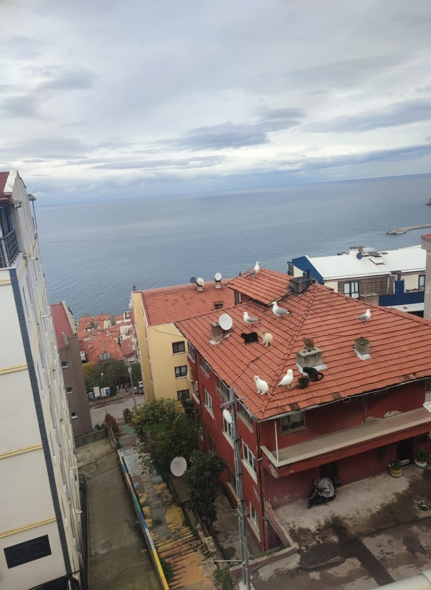 Kedi̇ler Martilara Mi Özendi̇ Zonguldak'ta İlgi̇nç Manzara İmza Gazetesi̇-1