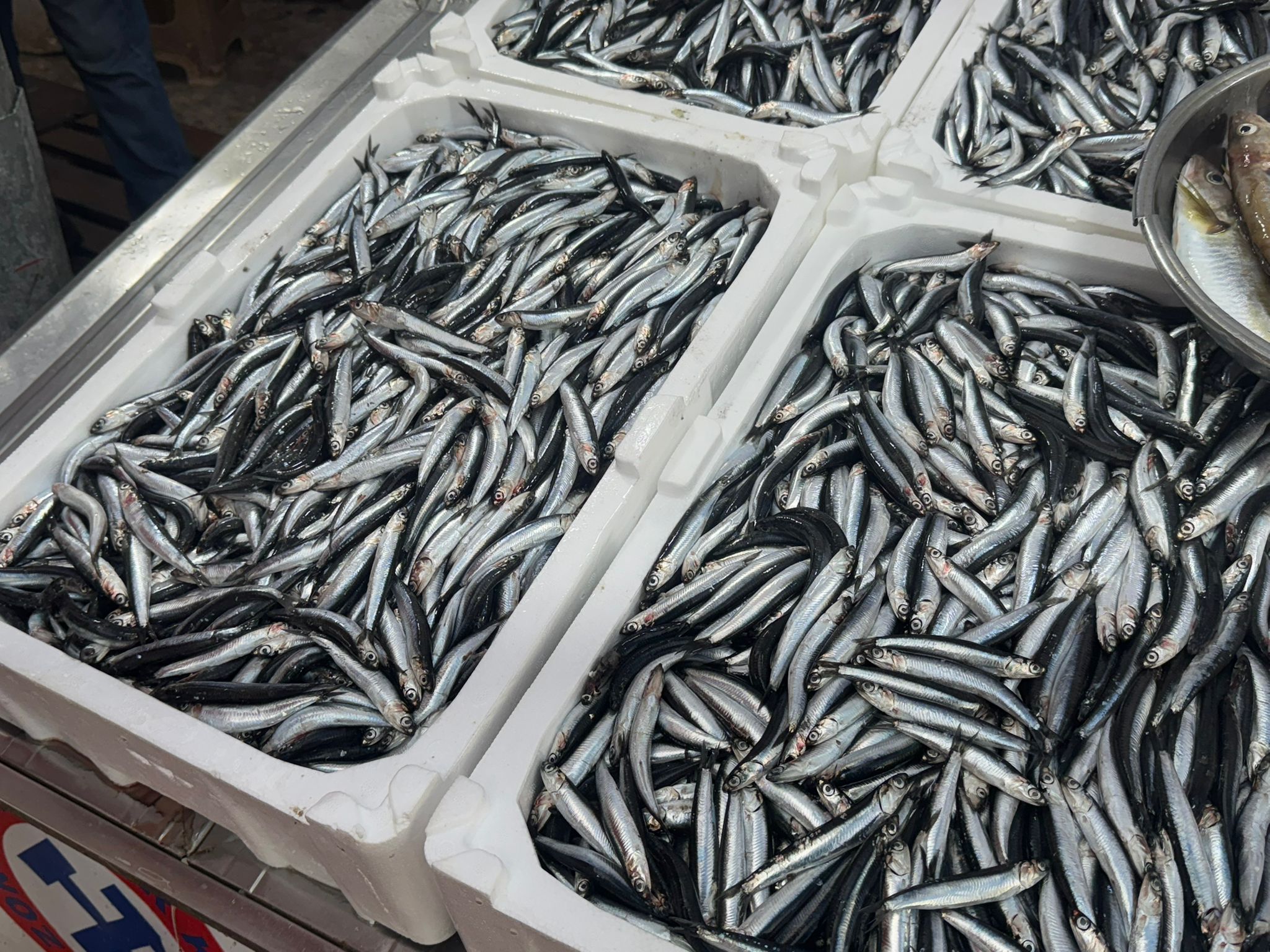 Whatsapp Image 2025 11 03 At 10.42.40