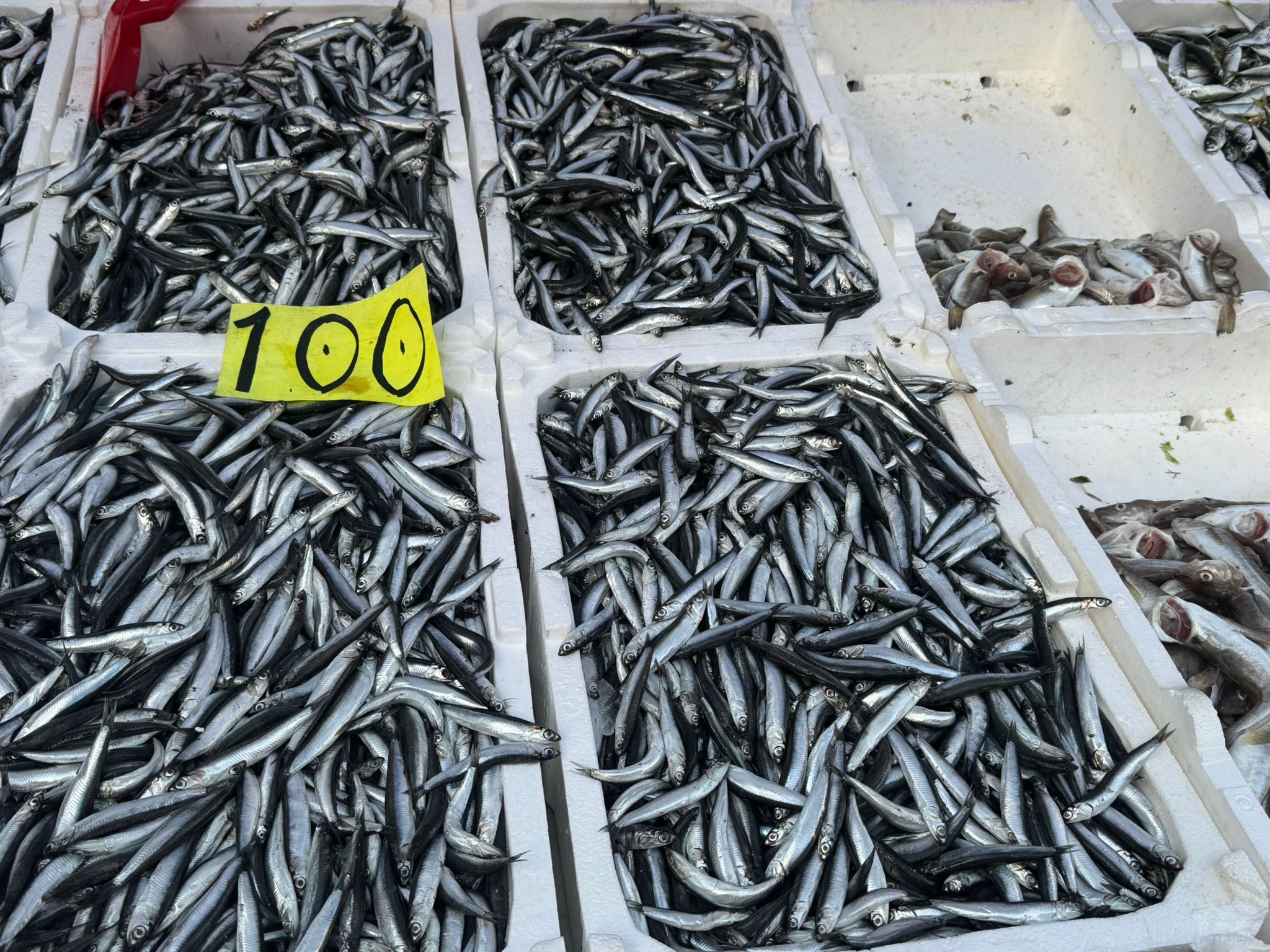 Whatsapp Image 2025 11 04 At 10.49.29