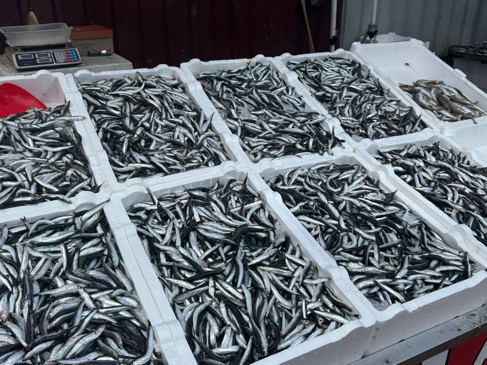 Whatsapp Image 2025 11 05 At 10.24.14