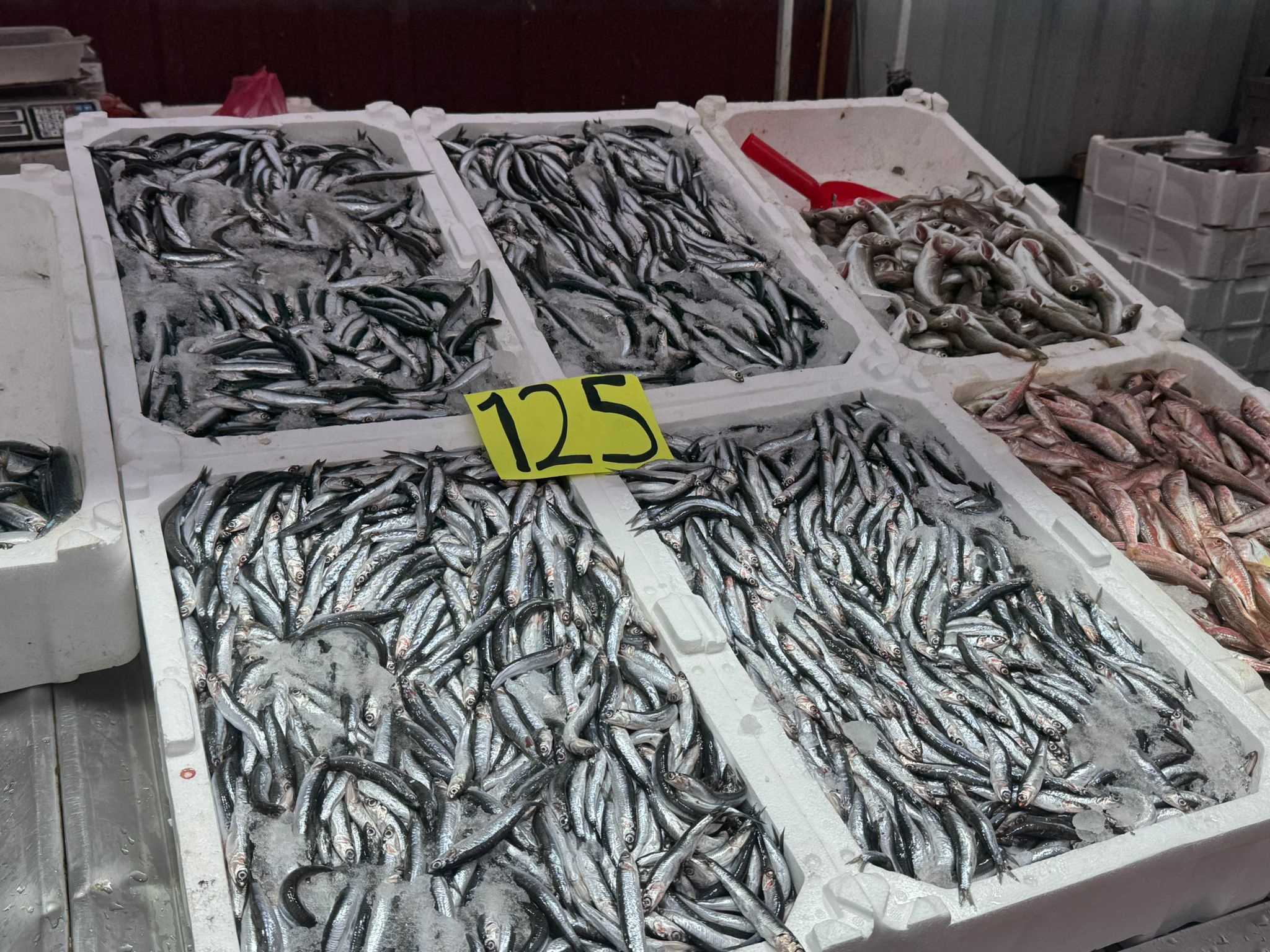 Whatsapp Image 2025 11 24 At 10.20.32