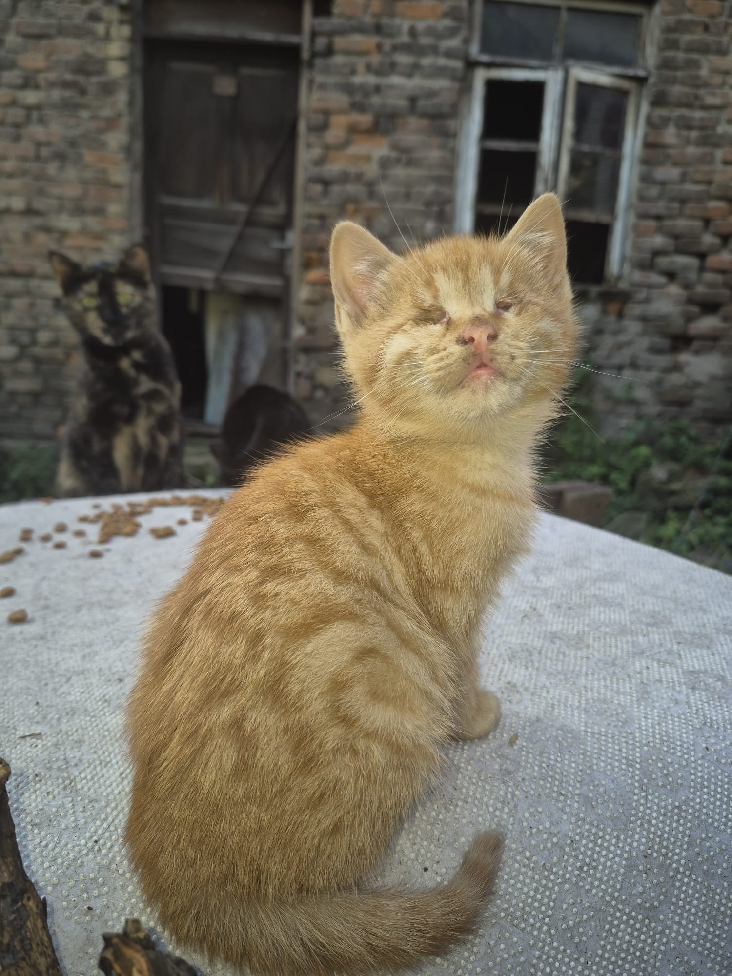 Engelli Yavru Kediler Sokakta Kalmasın! Kör İki Kardeşe Acil Yuva Aranıyor! Imza Gazetesi (1)-1