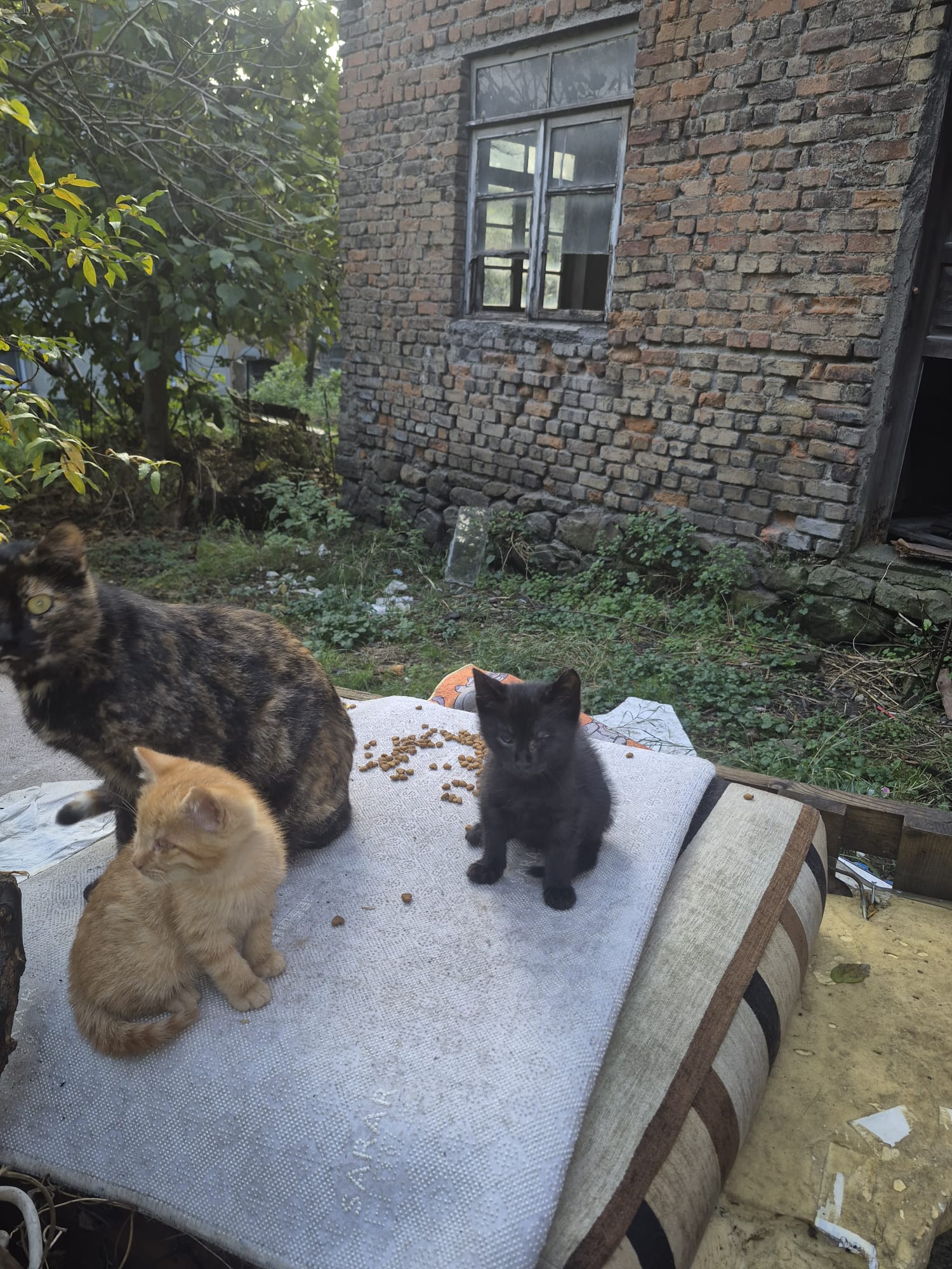 Engelli Yavru Kediler Sokakta Kalmasın! Kör İki Kardeşe Acil Yuva Aranıyor! Imza Gazetesi (2)