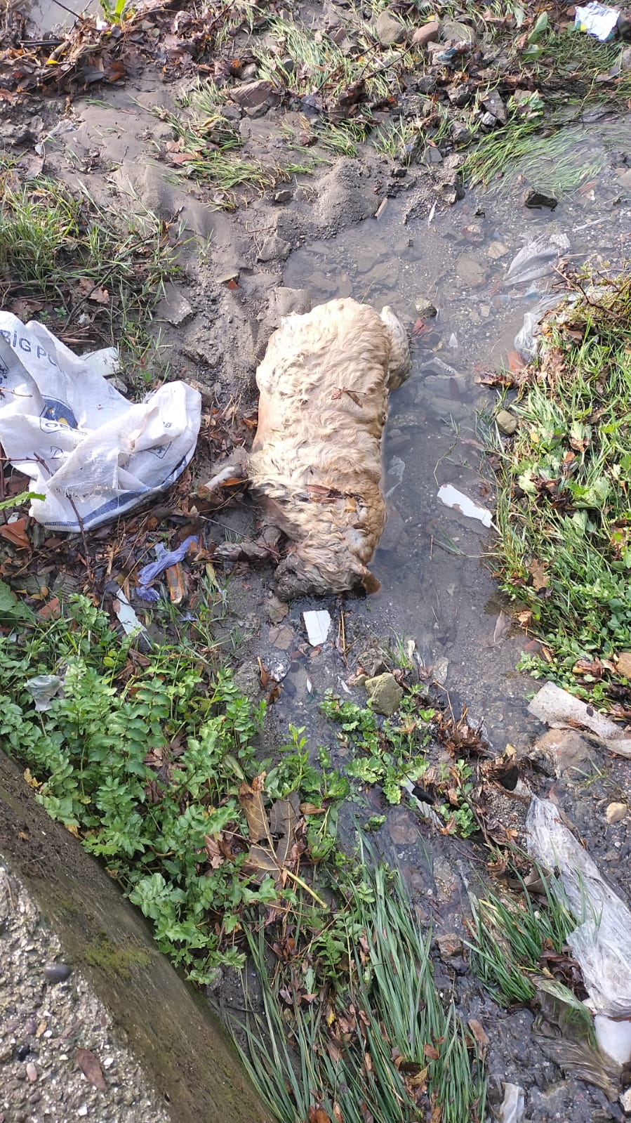 Ereğli'de Çuvala Koyuldu Uçurumdan Atıldı! 12 Yaşındaki Kanser Hastası Maya Öldürüldü Mü İmza Gazetesi̇ (1)-1