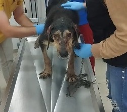 Ereğli'de Dram... Ayla Sokağa Atıldı, Kaza Geçirdi! Şimdi İse Hasta... Imza Gazetesi (1)