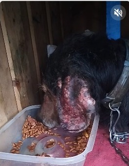 Ereğli'de Dram... Ayla Sokağa Atıldı, Kaza Geçirdi! Şimdi İse Hasta... Imza Gazetesi (2)