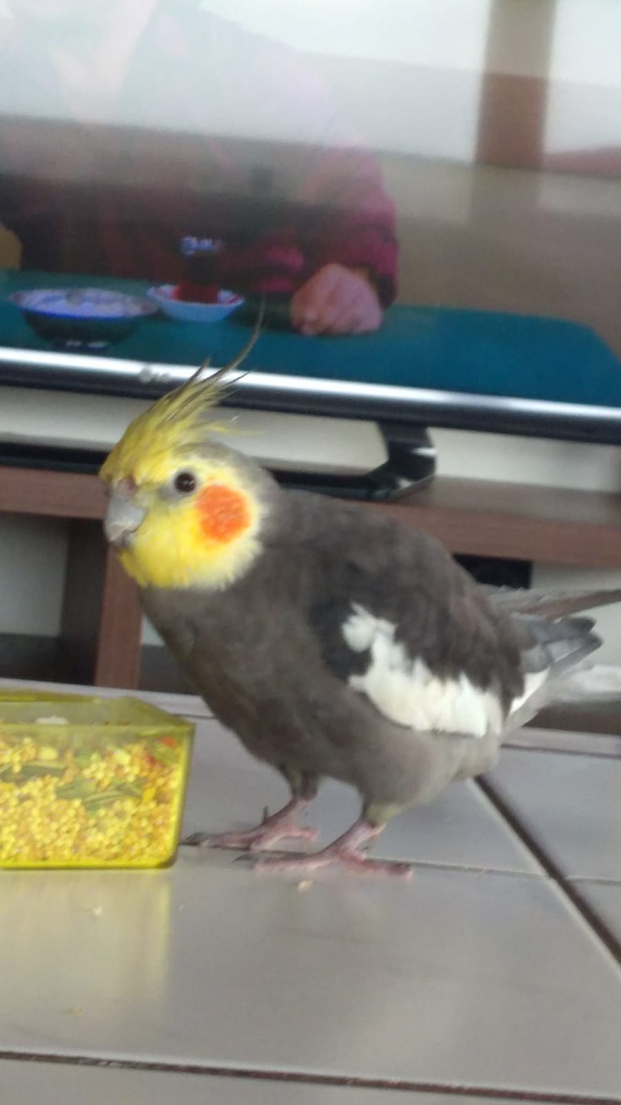 Sultan Papağanı Ziya