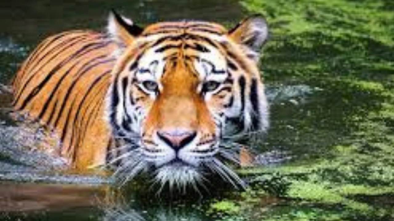 Kedigiller Ailesinin En Büyüğü Kimdir (2)