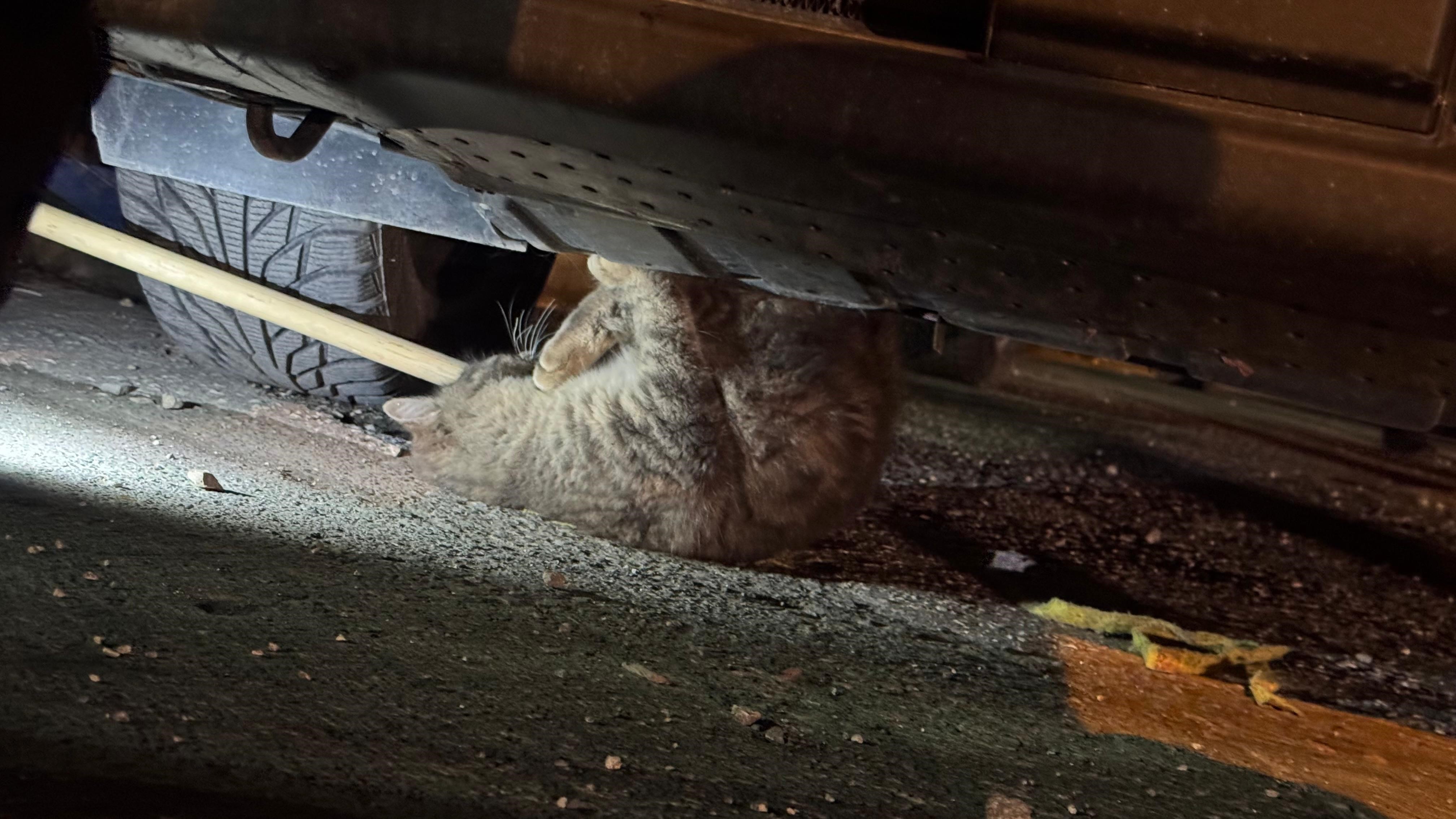 Motor Sesine Kedi Çığlığı Karıştı! İmza Gazetesi̇ (3)