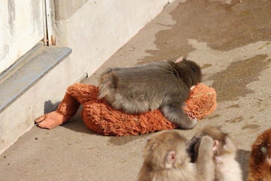 Oyuncağını Annesi Sanan Bebek Maymun Punch’ın Kalp Sızlatan Hikayesi! Imza Gazetesi