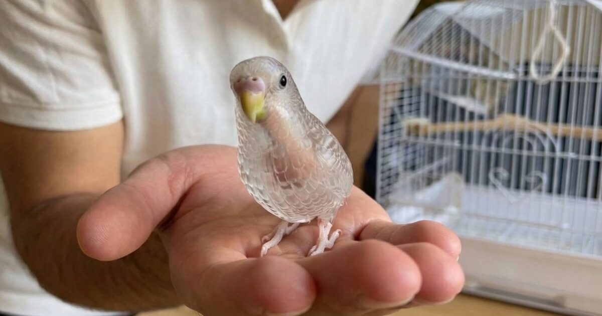 Şeffaf Muhabbet Kuşu Gerçek Mi 1