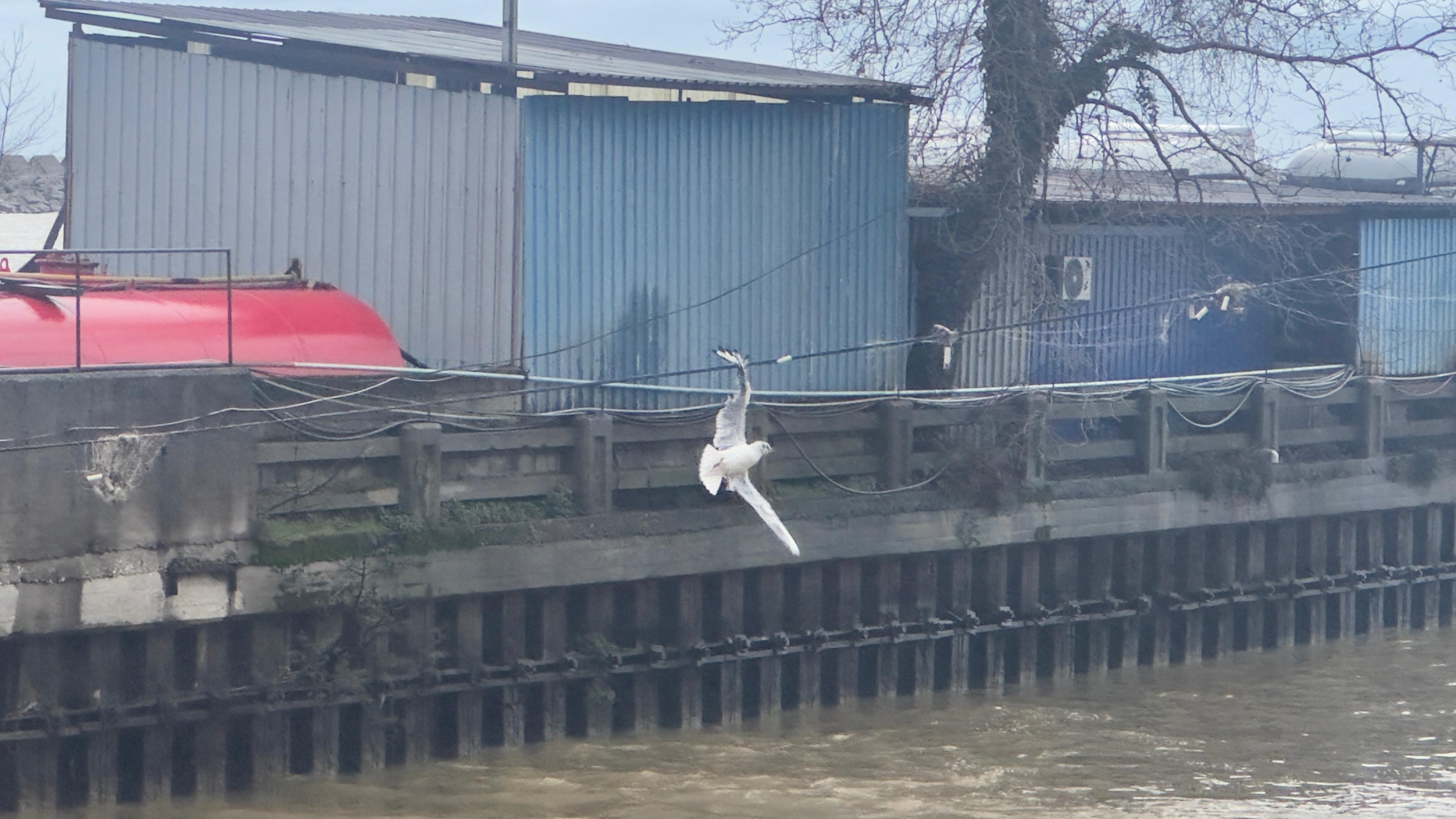 Zonguldak Limanı’nda Tellerde Mahsur Kalan Martı Kurtarıldı! İmza Gazetesi̇ (5)-1