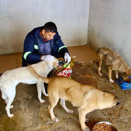 Can Dostlarımızın Gözleri Yollarda! Zonguldak’ta 5 Bin 175 Köpek…! İmza Gazetesi (1)-1