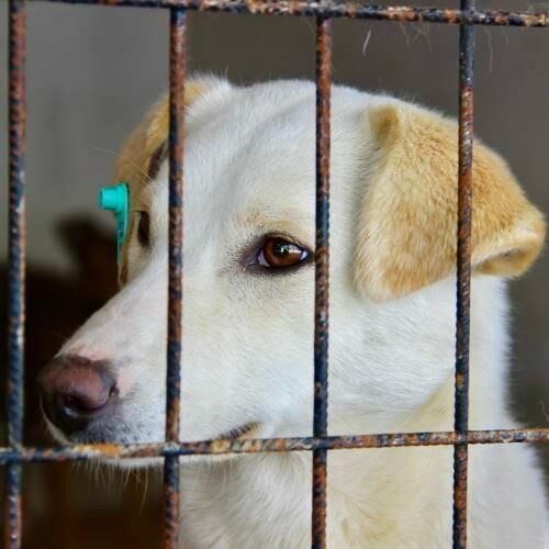 Can Dostlarımızın Gözleri Yollarda! Zonguldak’ta 5 Bin 175 Köpek…! İmza Gazetesi (2)