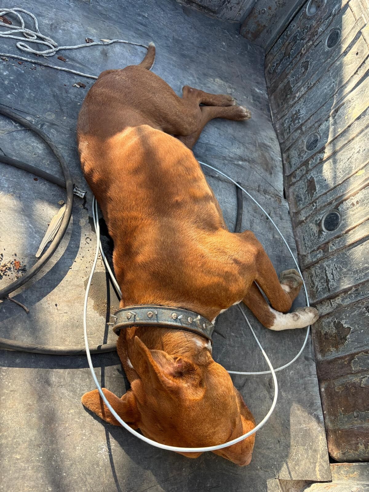 Hem Tehlike Hem Vicdansızlık! Karaman Belde Belediye Başkanı Kalaycı Başından Atan Karaman'a Bırakıyor! İmza Gazetesi (5)-1