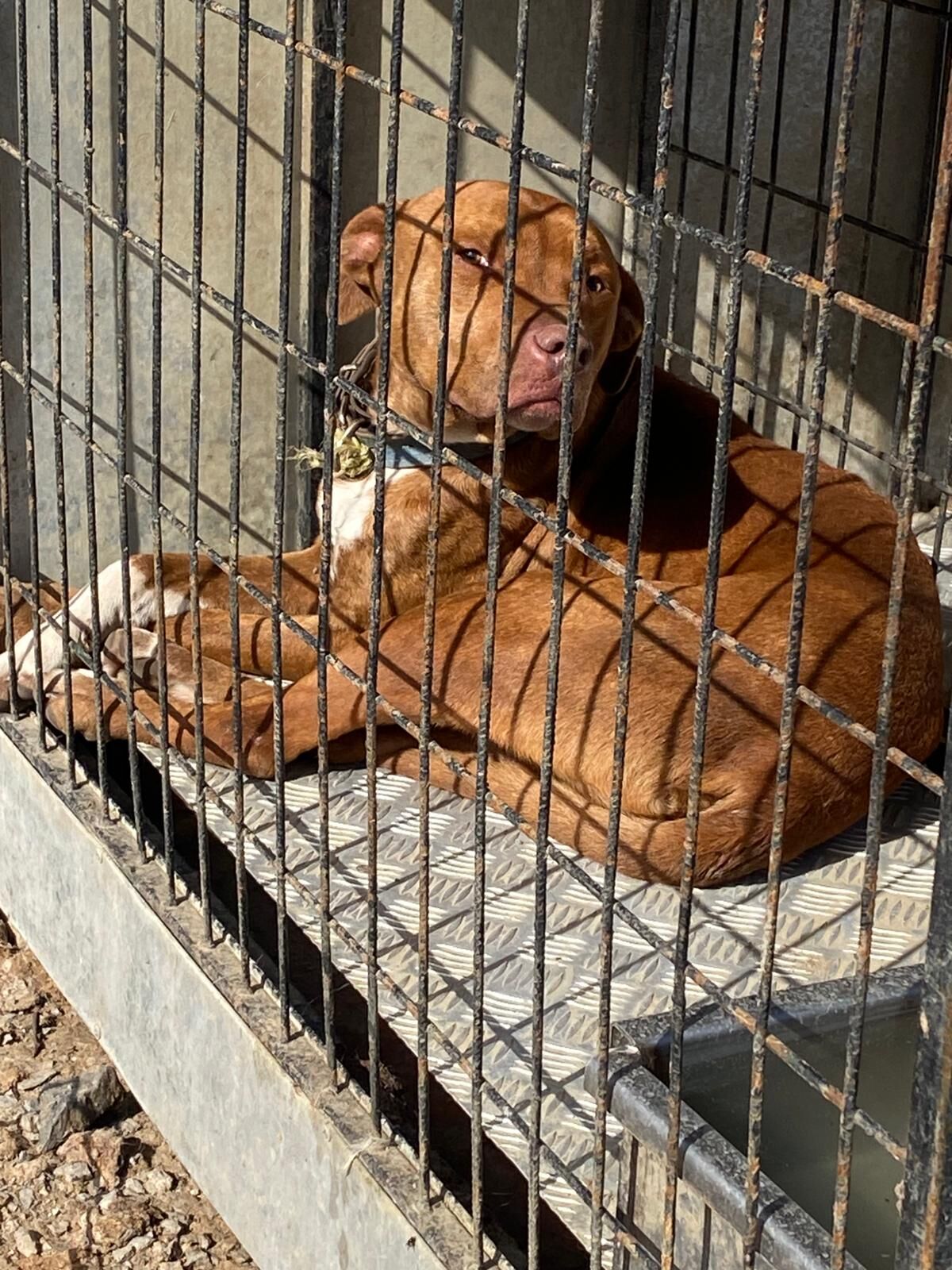 Hem Tehlike Hem Vicdansızlık! Karaman Belde Belediye Başkanı Kalaycı Başından Atan Karaman'a Bırakıyor! İmza Gazetesi (6)