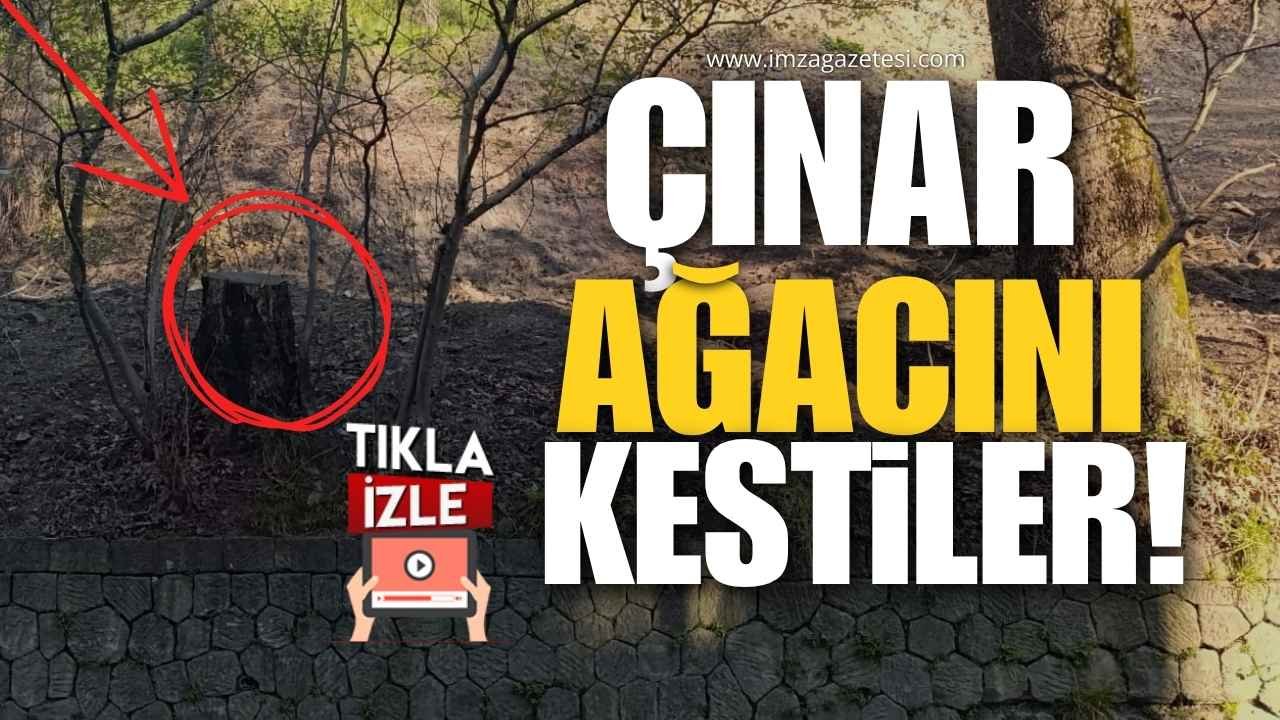 Çınar Ağacının Kesilmesi Tepki Çekti!