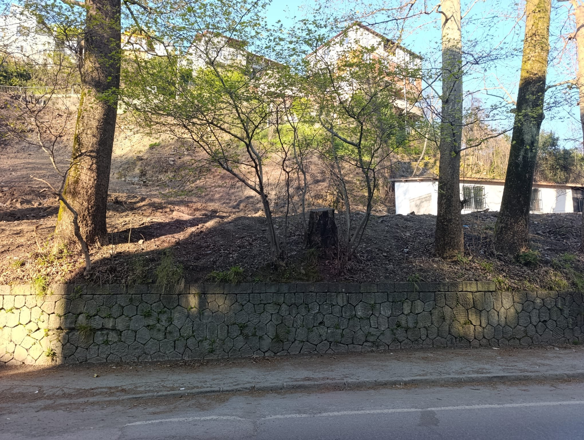 Çınar Ağacının Kesilmesi Tepki Çekti! İmza Gazetesi (2)