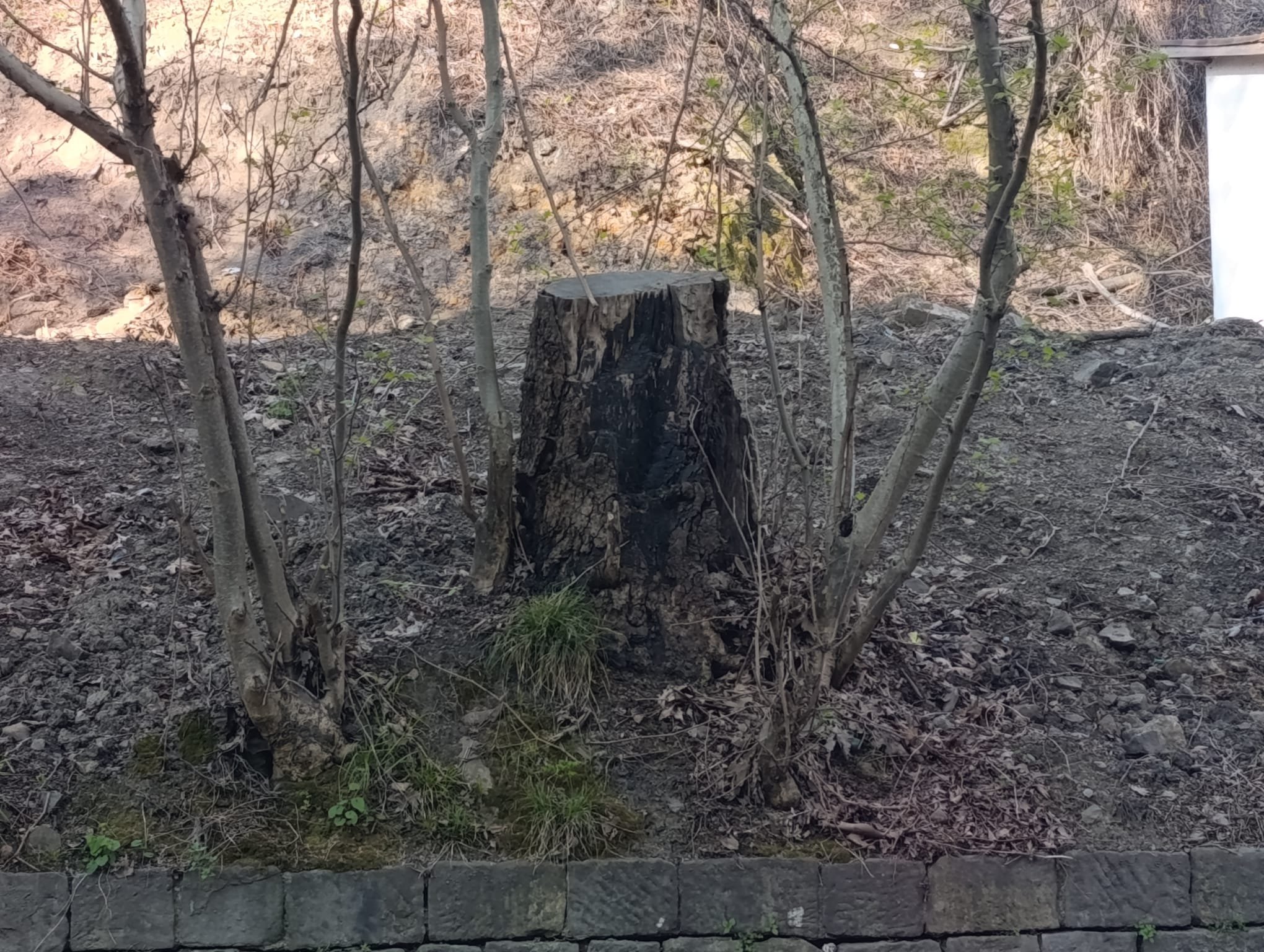 Çınar Ağacının Kesilmesi Tepki Çekti! İmza Gazetesi (3)