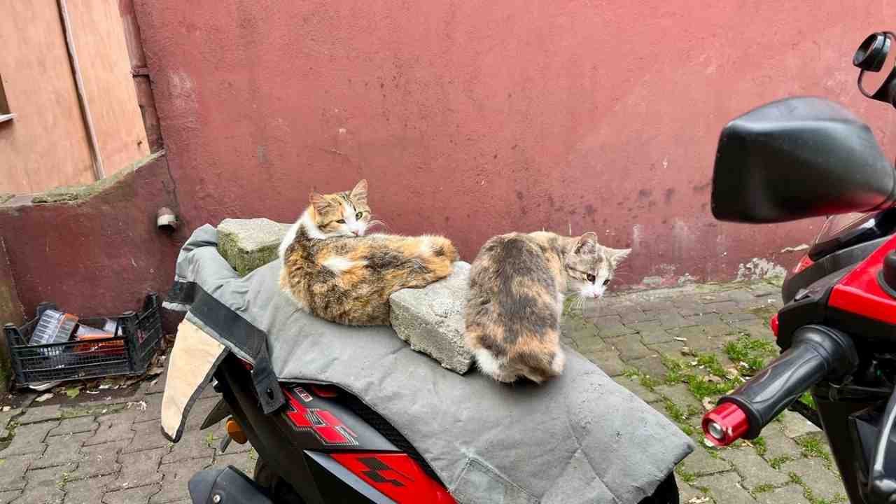 Motosiklet Tutkunu Kediler Kasklarını Takmayı Unutmuşlar! Imza Gazetesi-1