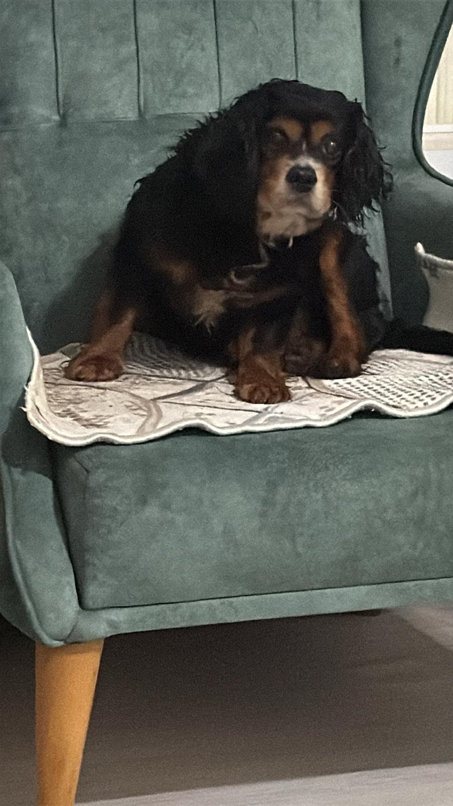 Zonguldaklı Gurbetçinin Acı Günü! 'Wodan' Maganda Kurbanı Oldu İmza Gazetesi (4)