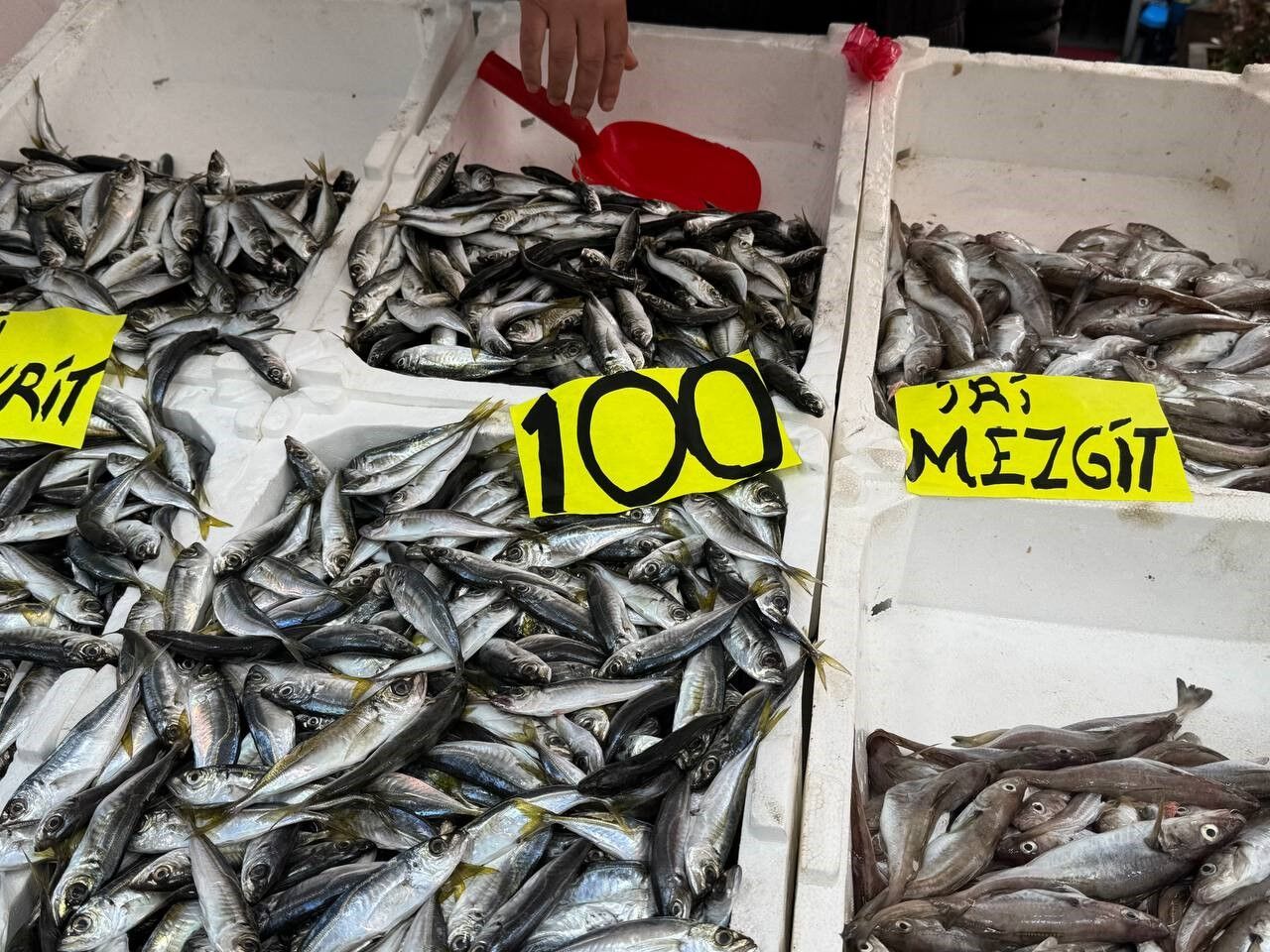 Zonguldakta Balık Fiyatları (1)-1