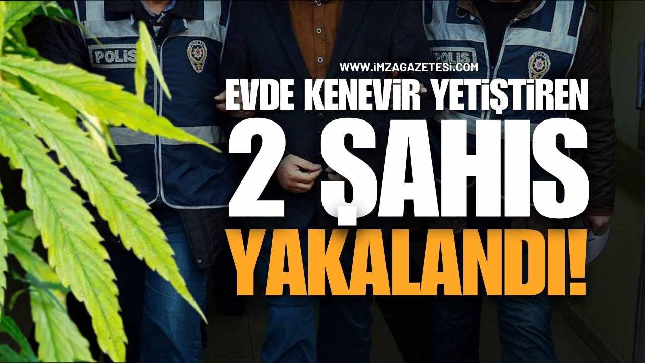 Zonguldak'ta Evinde Keneviri Yetiştiren 2 Şahıs Yakalandı!