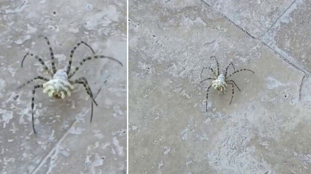 16 Numara Örümcek Neden Öldü 2