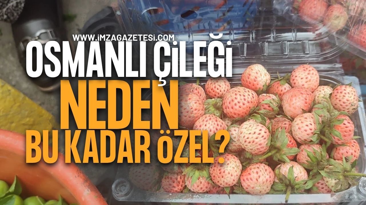 Arnavutköy’den Ereğli’ye Uzanan Miras: Osmanlı Çileği Neden Bu Kadar Özel?