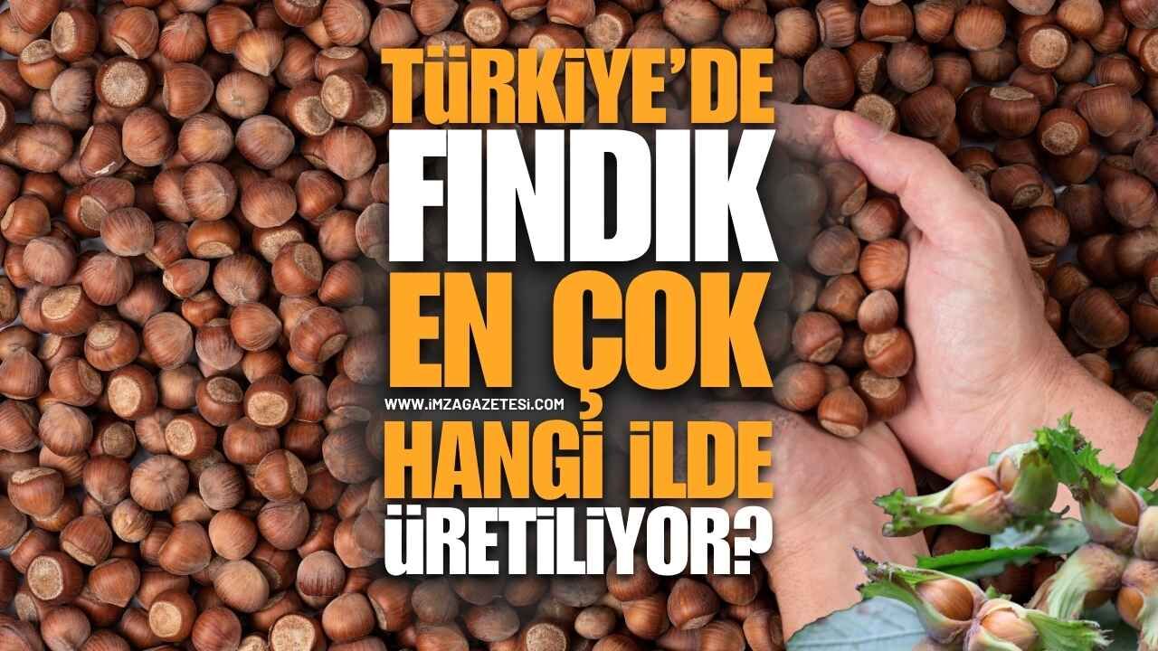 Türkiye'de Fındık En Çok Hangi İlde Üretiliyor?