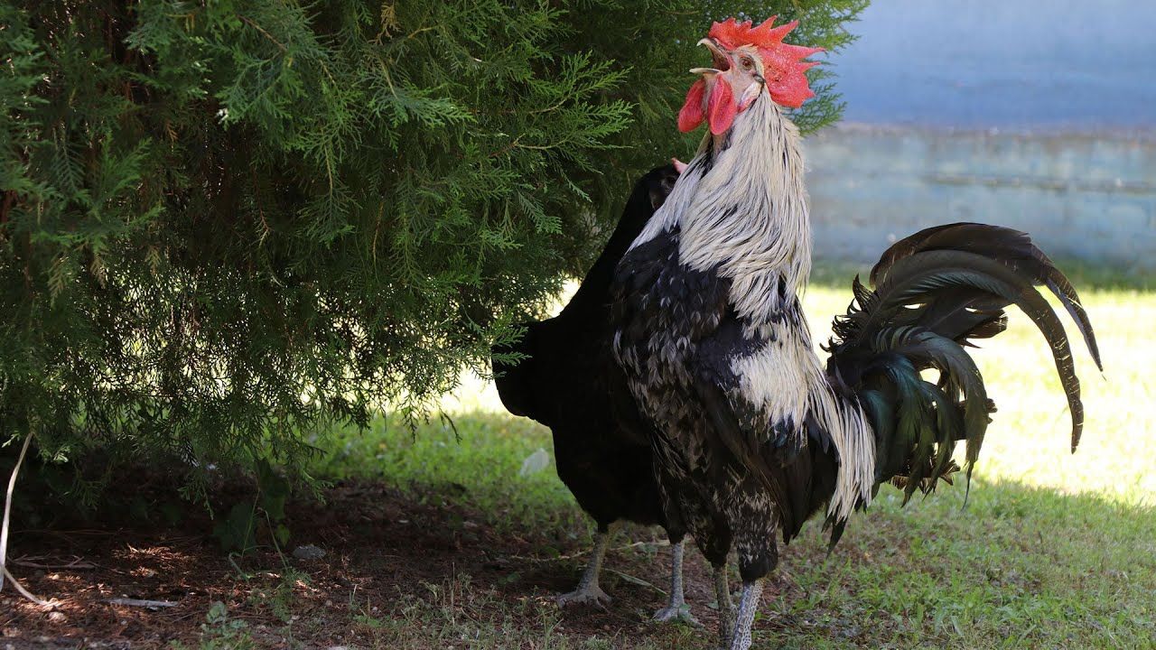 Horoz Eti Neden Satılmıyor 2